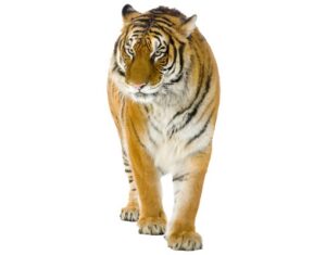 Wandtattoo Tiere No.128 Indischer Tiger