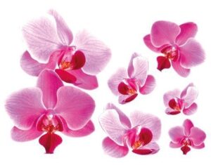 Wandtattoo Blumen Rosa Orchideen